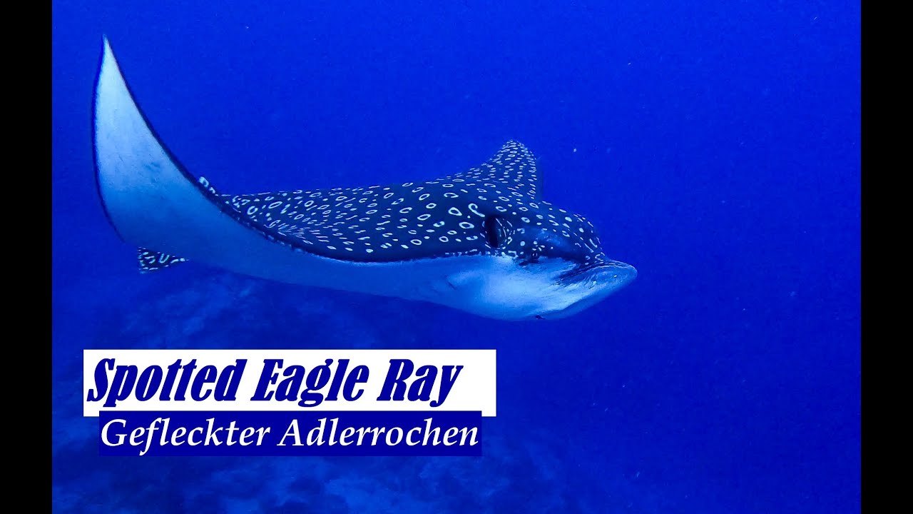 Spotted Eagle Ray | Gefleckter Adlerrochen | Aetobatus Narinari