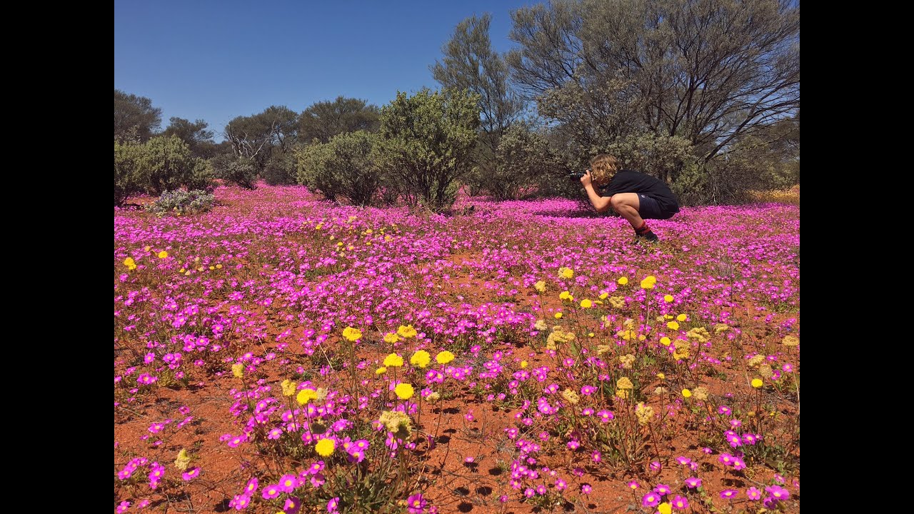 Wildflowers Western Australia 2016
