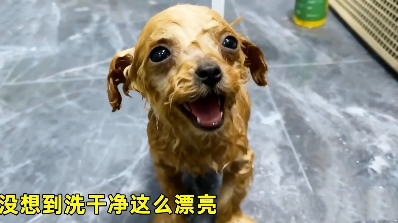 从垃圾堆捡回来的小狗，没想到洗干净这么漂亮