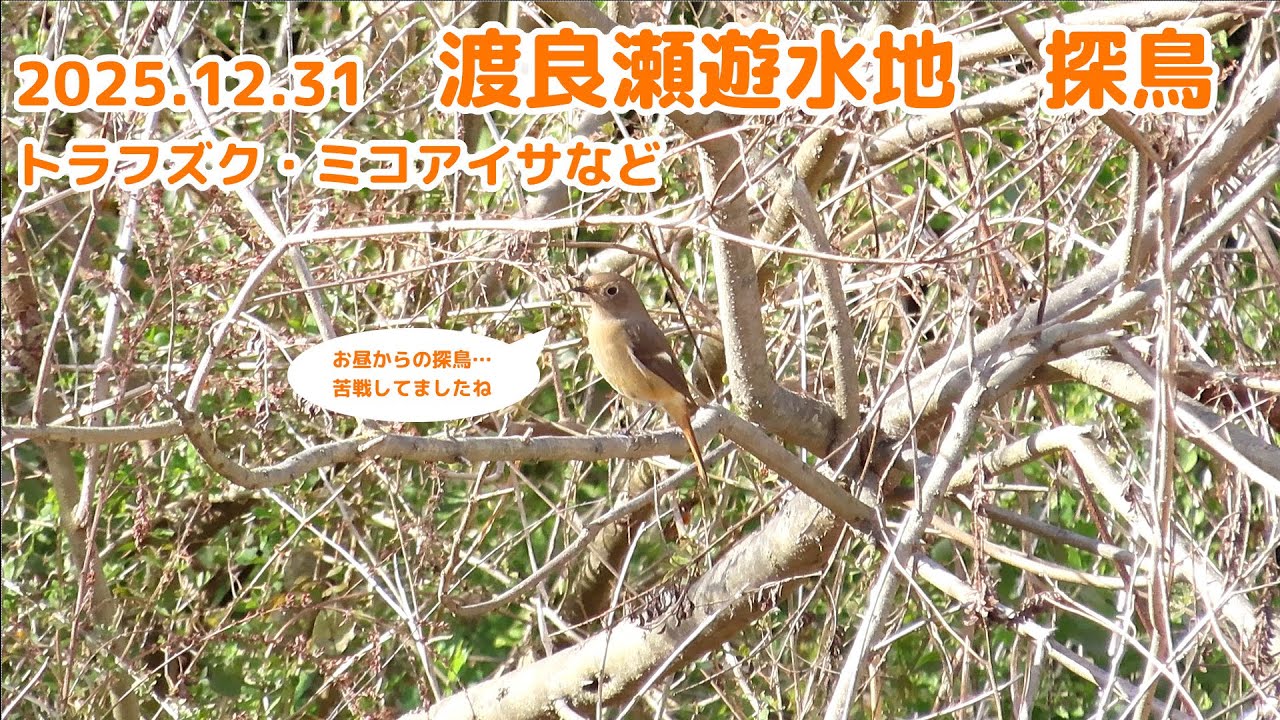 2025年12月31日　渡良瀬遊水地　探鳥　トラフズク　ミコアイサ　など