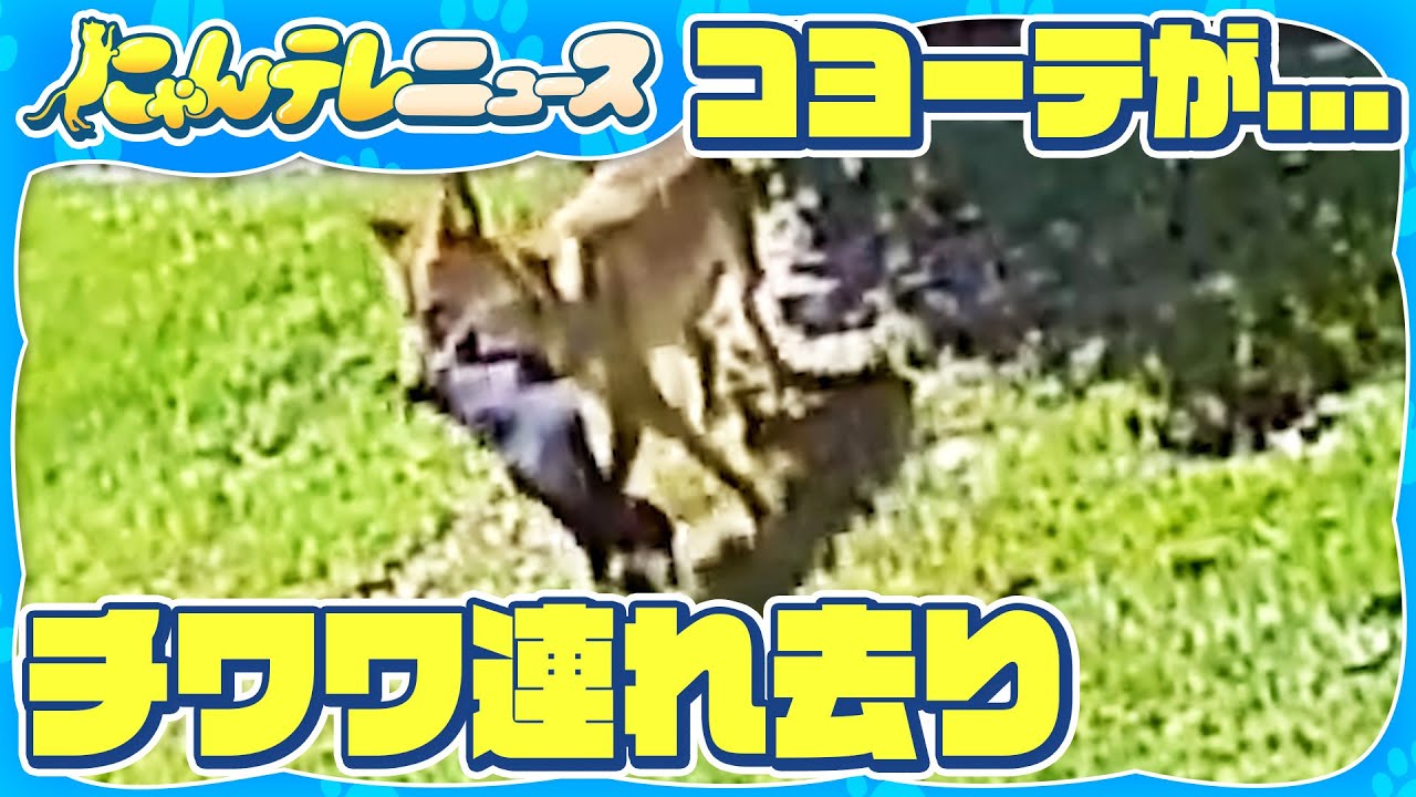 【悲劇からの生還】野生のコヨーテがペットのチワワを襲撃  アメリカ