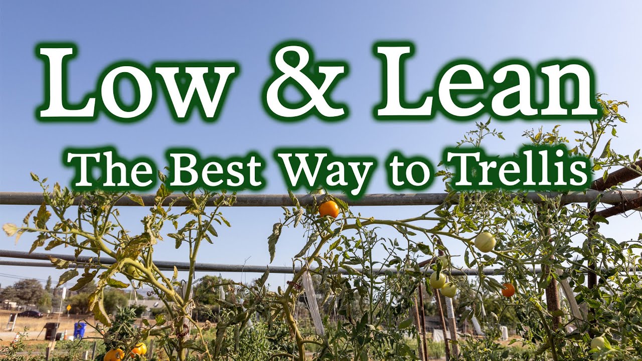 UPDATE! Why We Love The Lower & Lean Trellis System & Why You (Probably) Will Too
