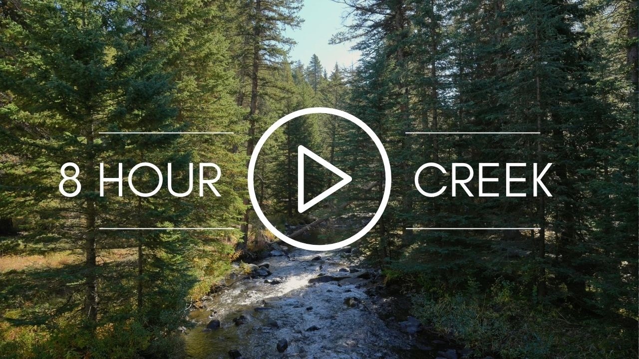 8 Hours Flowing Eternal Creek 🌿 Magical Forest Creek Sounds