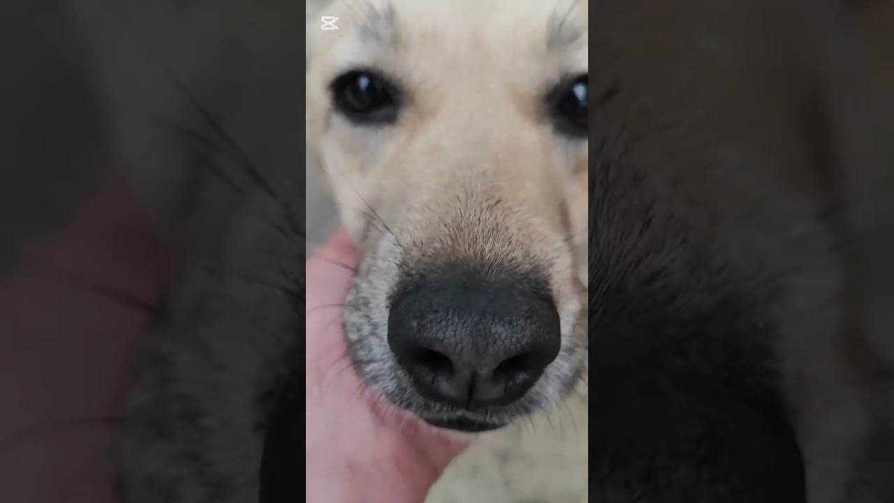 Злыдни говорят, что меня собаки боятся 😜