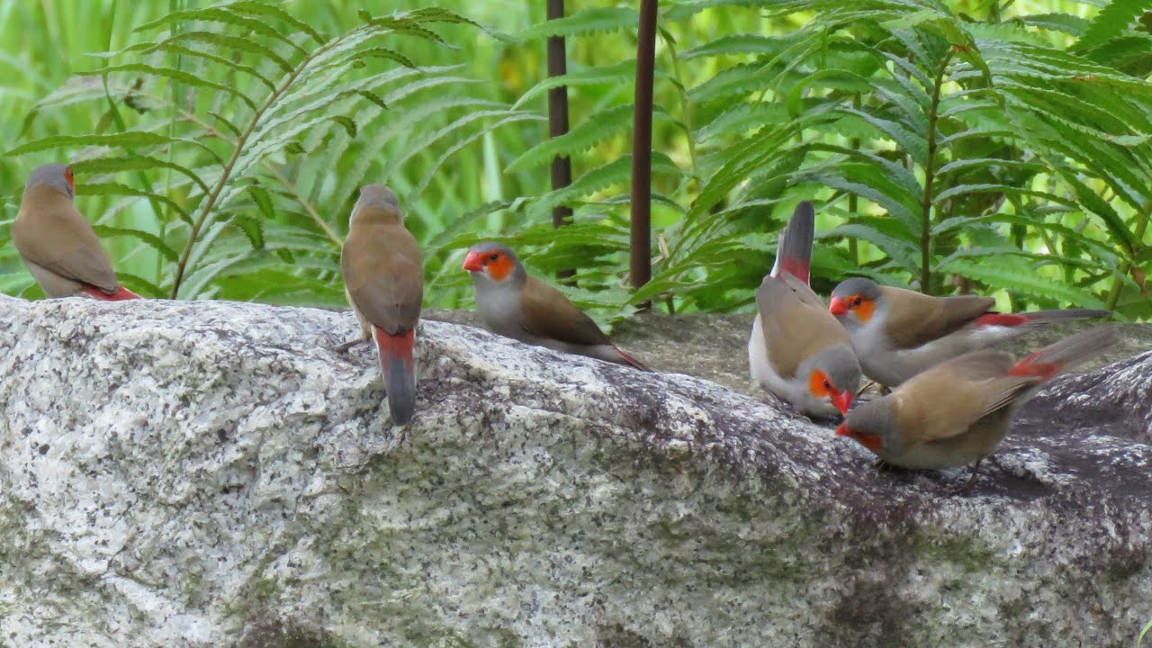 Wild ORANGE-CHEEKED WAXBILLS, Singapore