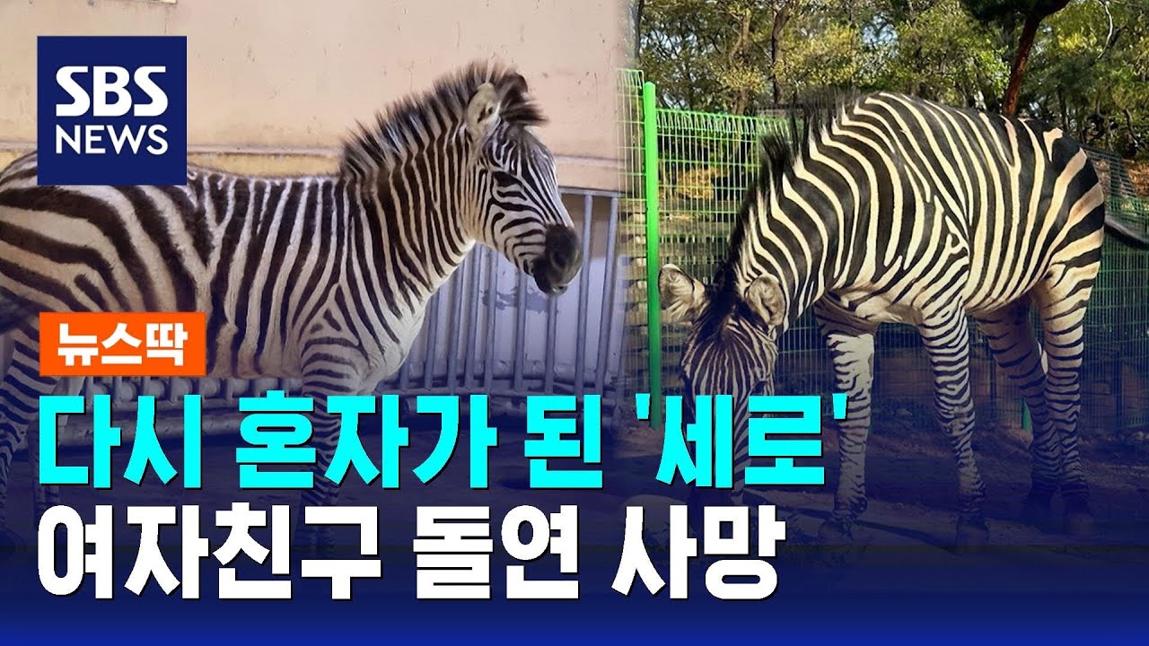 다시 혼자가 된 얼룩말 '세로'&hellip;여자친구 돌연 사망 / SBS / 뉴스딱