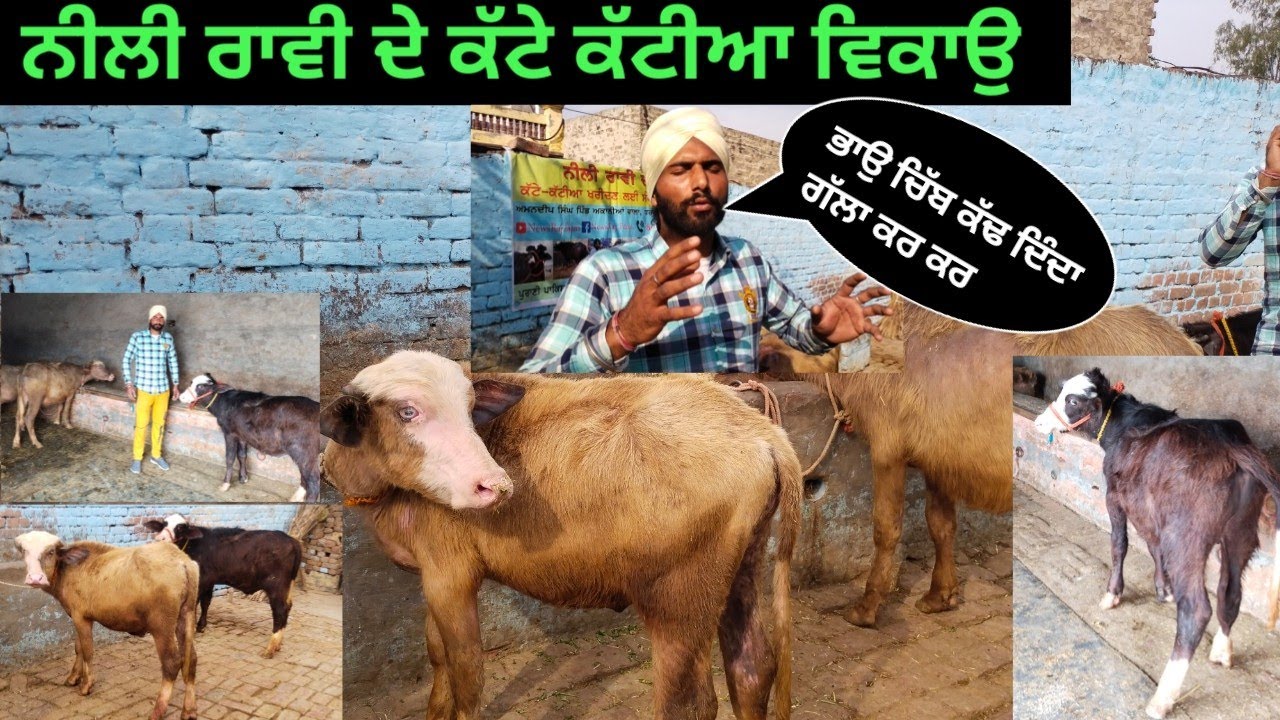 ਨੀਲੀ ਰਾਵੀ ਦੇ ਕੱਟੇ ਤੇ ਕੱਟੀਆ ਵਿਕਾਊ। ਬਹੁਤ ਵਧੀਆ।ਅਕਾਲੀਆਂ ਧਰਮਕੋਟ।ਮੋਗਾ।8427641030