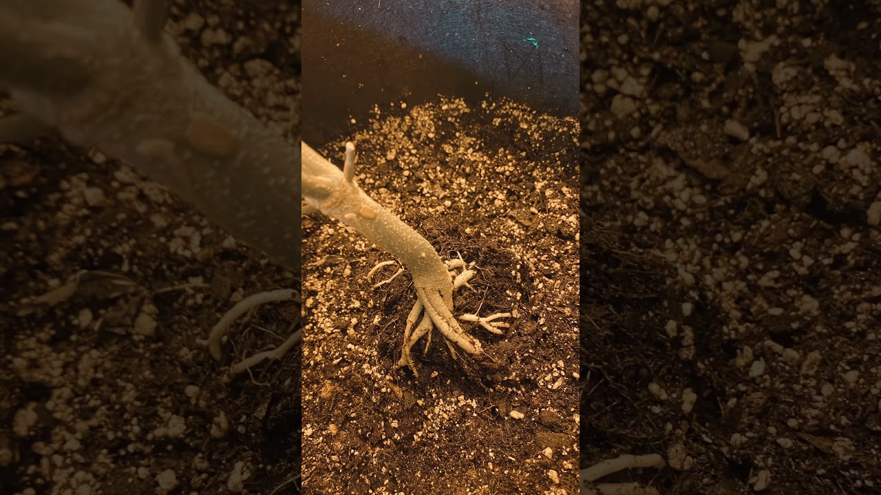 EYECANDY GROW UPDATE