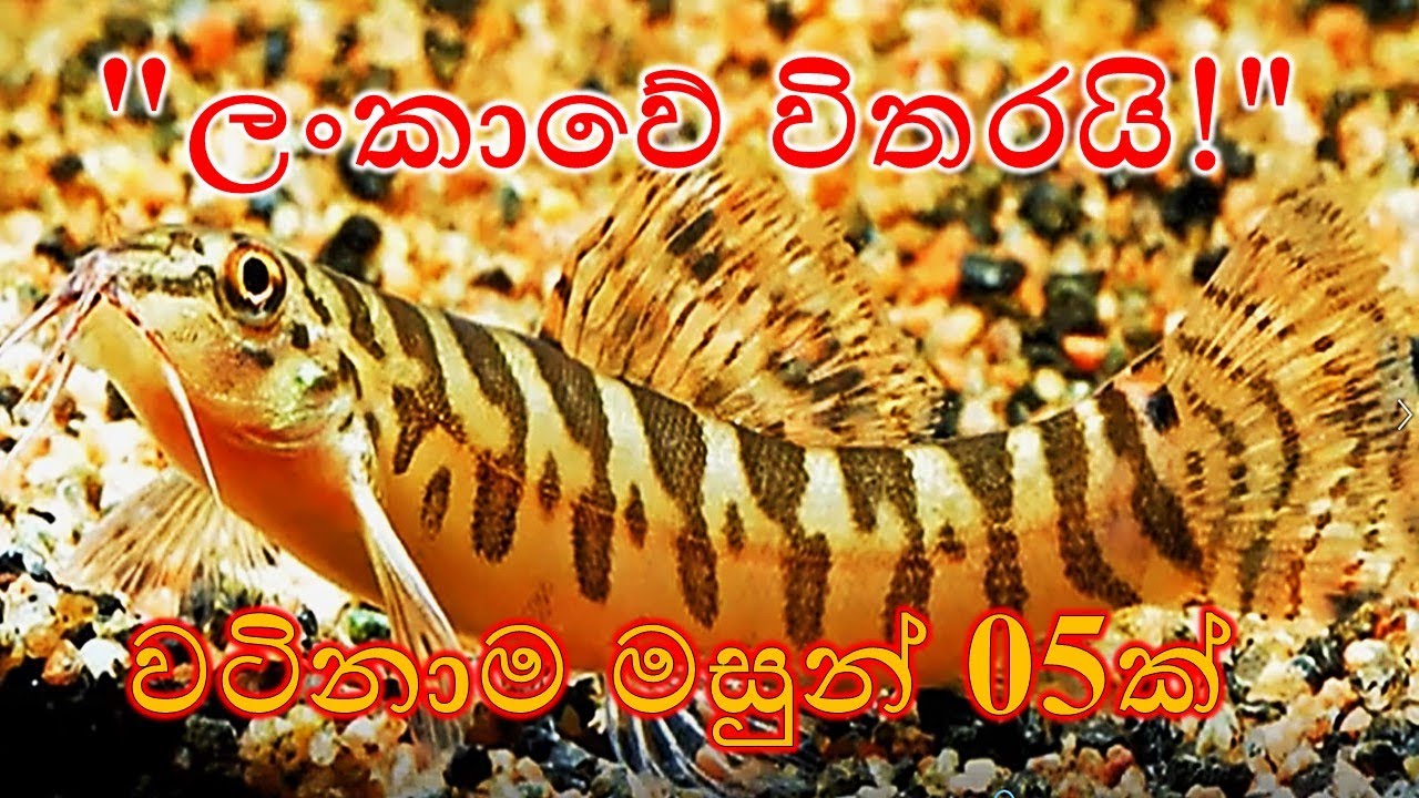 ඔබ දන්නේ නැති ලංකාවේ දුර්ලභ මත්ස්‍ය විශේෂ සහ ඔවුන්ගේ වර්තමාන තත්ත්වය.