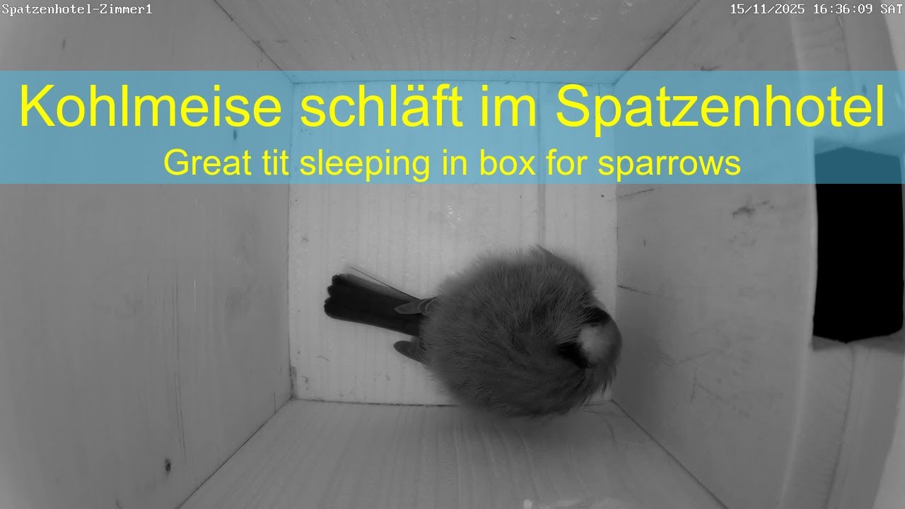15.11.2025: Kohlmeise schläft im Zimmer 1 - Great tit sleeping in room no 1 (Spatzenhotel)
