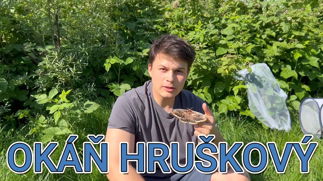 Chov motýľov: Okán hruškový (Saturnia pyri)