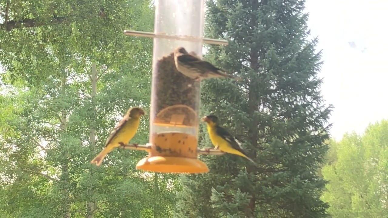 Yellow Finches #finch #birds #nature #maryjanechronicles #420