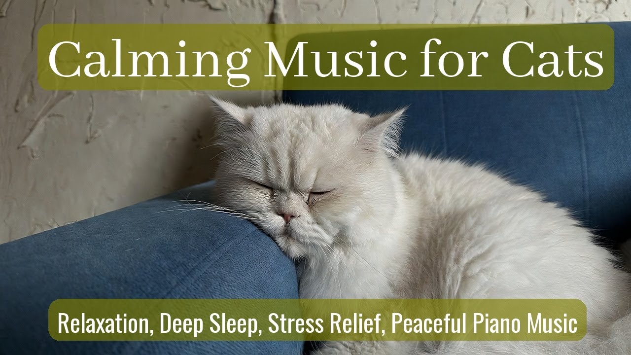LIVE 🐱 Lazy Kitty Sleeping While Listening to Gentle Piano Melodies All Night Long ✨ | Season 22