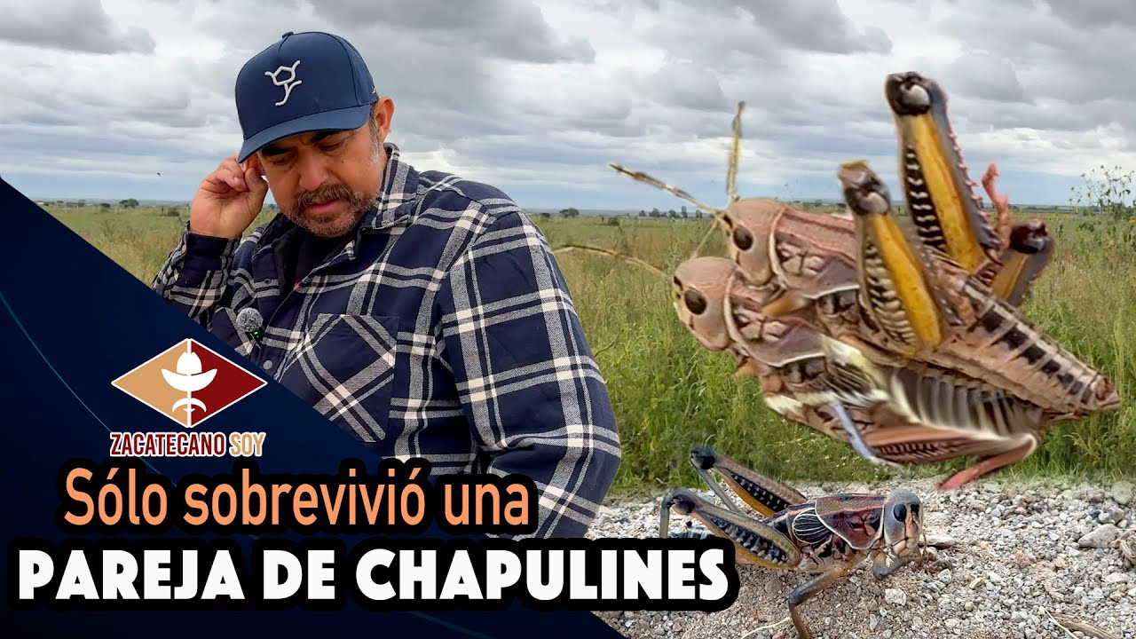INTENTO FALLIDO crianza de chapulines ¿QUÉ SIGUE?