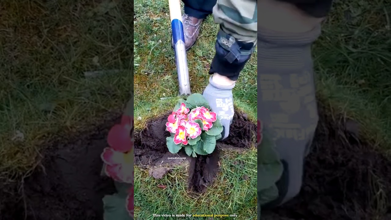 The most amazing way to plant plants in the garden