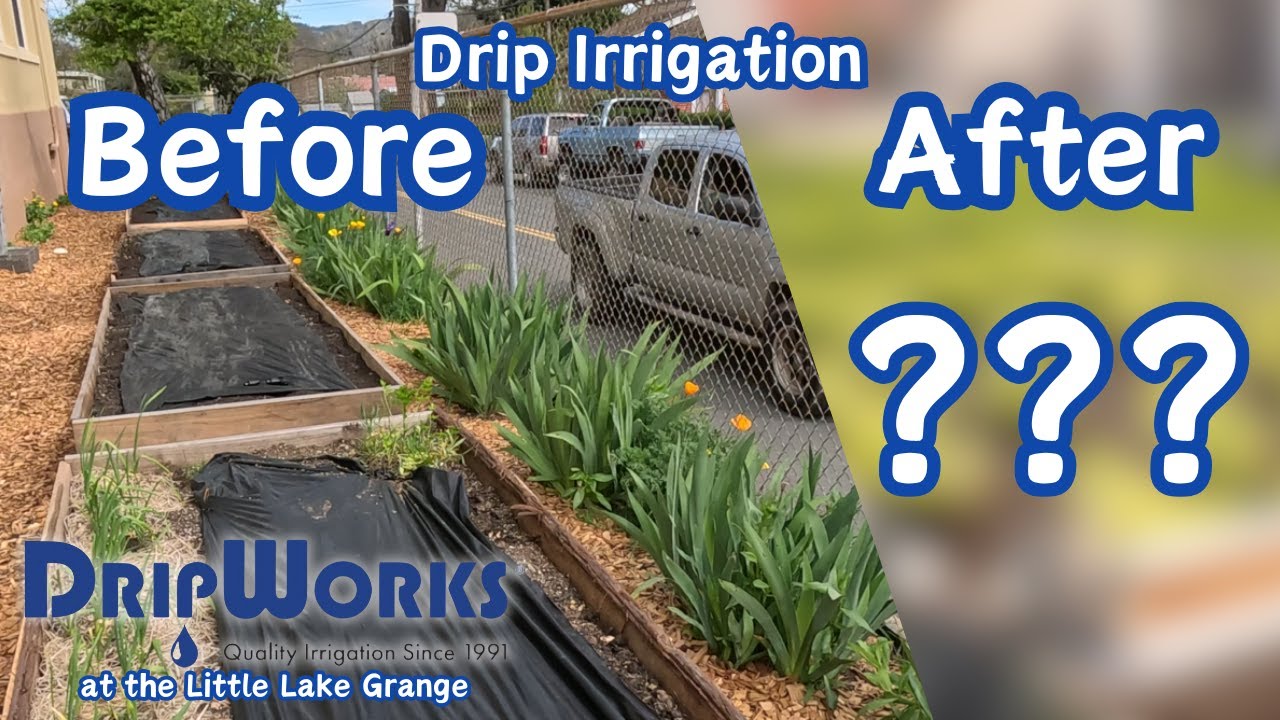 How to Install Drip Irrigation Featuring The Little Lake Grange Medicine Chest Garden