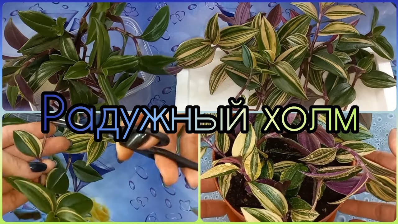 Отдельно!🌱Теперь ТРАДЕСКАНЦИЮ сажаю только так🌸Rainbow hill🌱Радужный холм🌸Размножение🌱Черенки🌱Грунт🌸