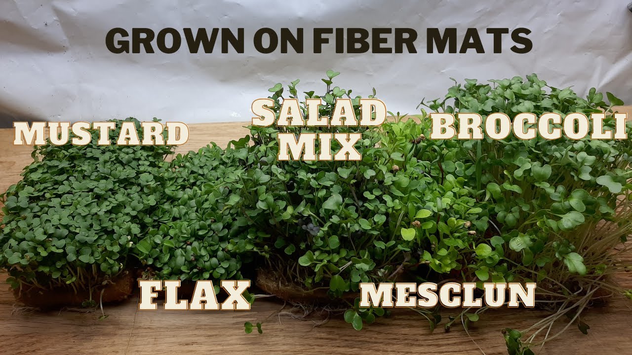 How To Grow Microgreens On Fiber Mats