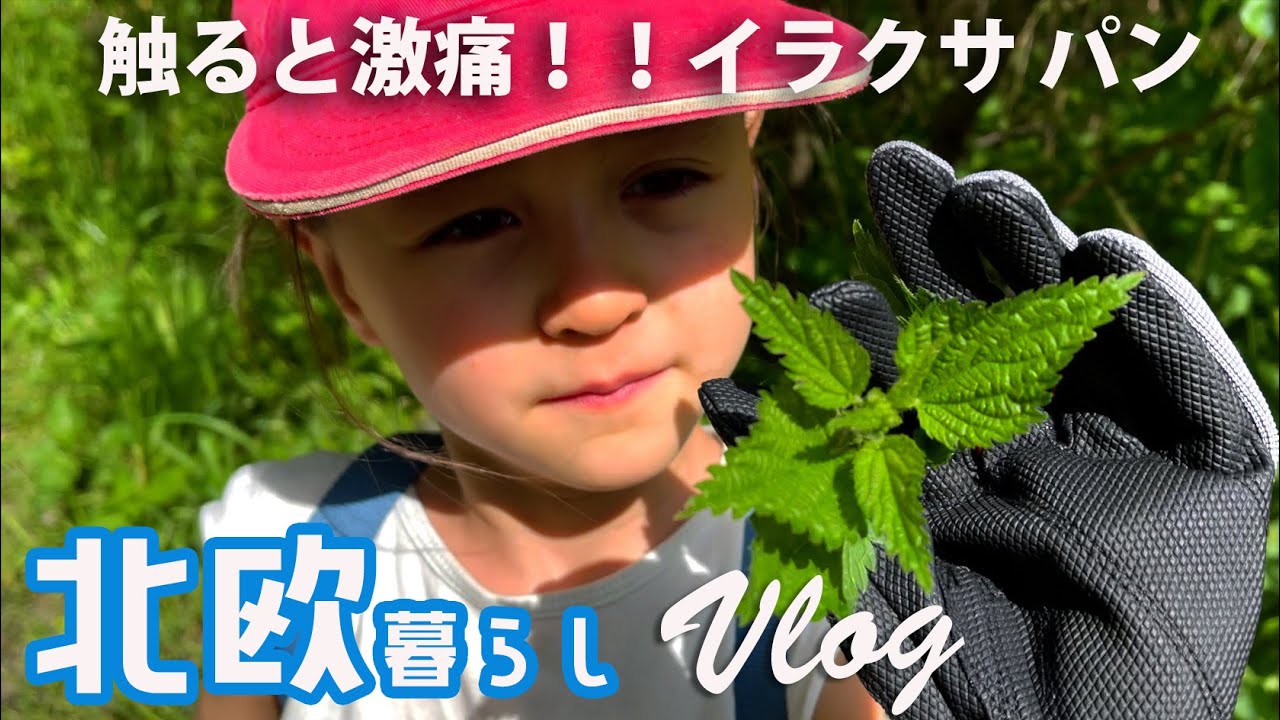 ⚡️触ると激痛！😱⚡️北欧の雑草でパンを焼く【北欧暮らしVLOG】