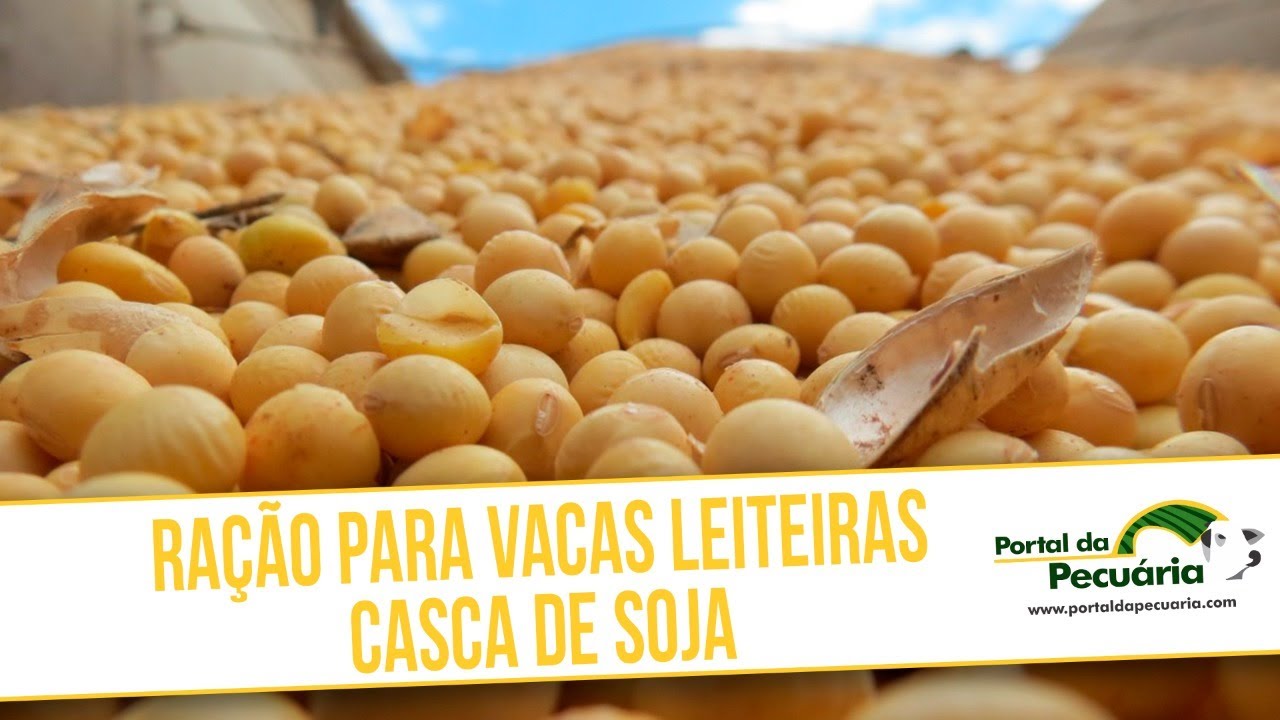 Ra&ccedil;&atilde;o vacas leiteiras com casca de soja