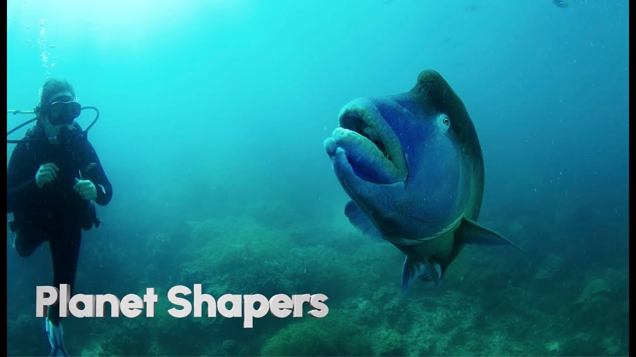 Planet Shapers- Working together to care for the Great Barrier Reef