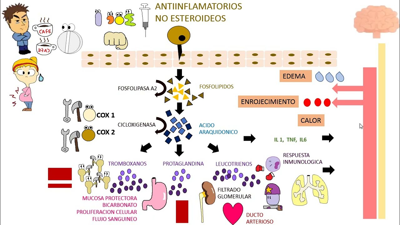 Antiinflamatorios No Esteroideos , AINEs