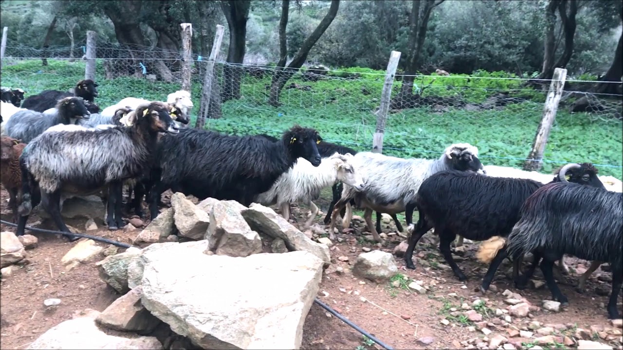 È campà quì in u Falasorma-Marsulinu 3/5 : Laetitia Simeoni, bergère