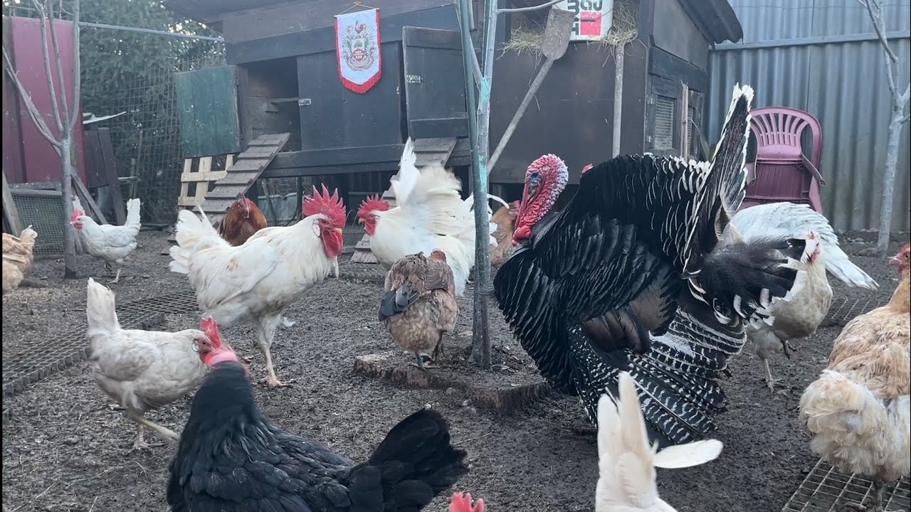 Hens-VLOGS :1250🦃