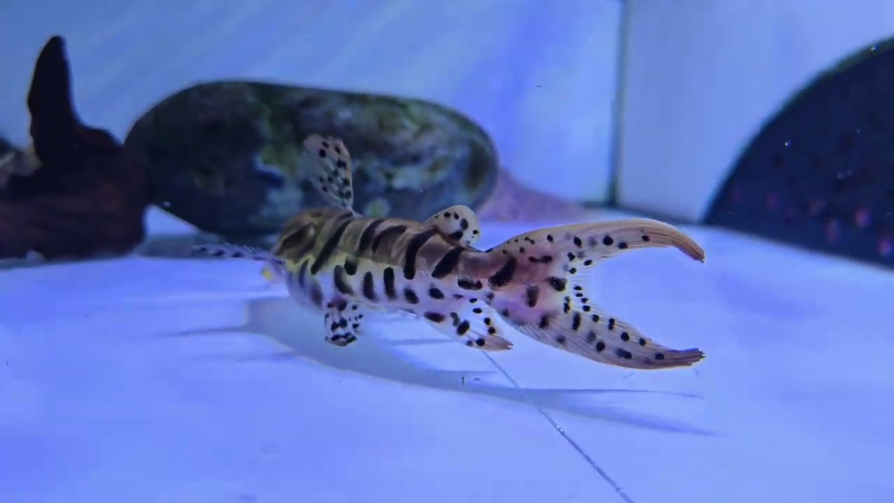 Short Body Tiger Shovelnose Catfish Pseudoplatystoma Fasciatum