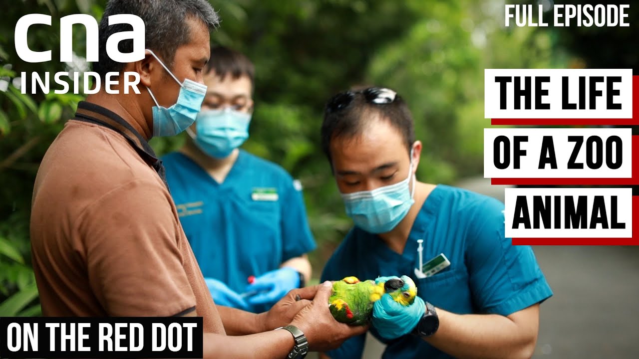 How The Singapore Zoo Keeps Its Wildlife Thriving | On The Red Dot | Inside A Zoo | Part 3/4
