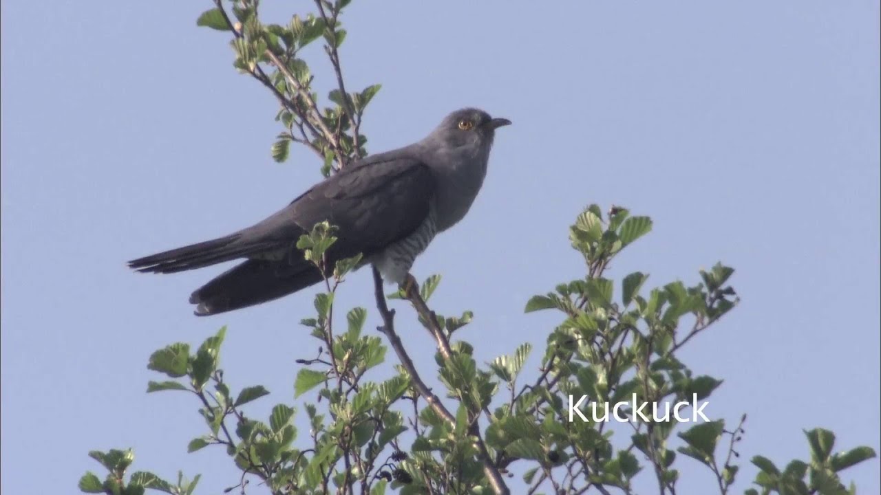 Vogelkonzert: Amsel, Nachtigall und Kuckuck / Concert of birds: blackbird, nightingale and cuckoo