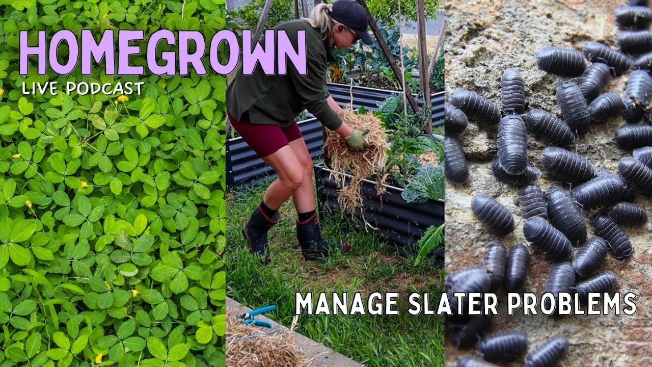 Cover Crops, Mulching & How to Grow with Slater/Woodlice/Pill Bugs in the Garden!!