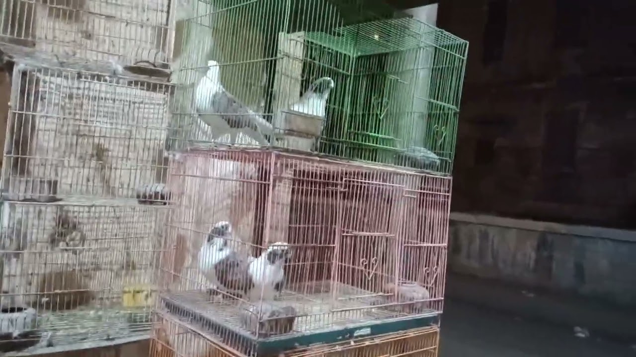 العرض الجبار الحمام ببلاش 01121766360