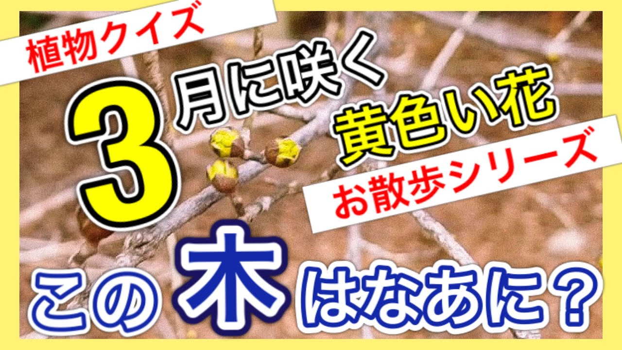 【戸定邸庭園を「お散歩」しながら植物クイズ】3月に「黄色い花」が咲く木はなあに？？　〜この木はなあに？〜