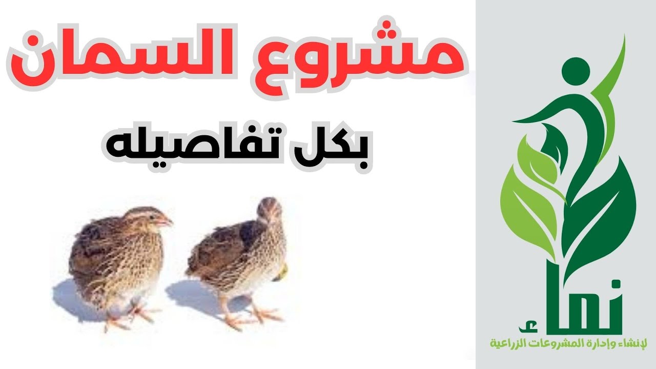 مشروع السمان بكل تفاصيله