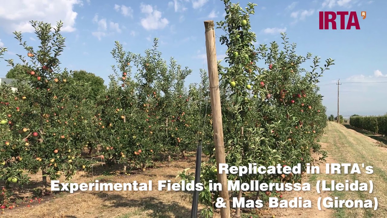 ROOTSTOCKS apple tree in replant situations