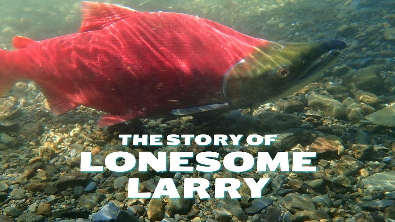 Lonesome Larry is a hero for sockeye salmon in Idaho
