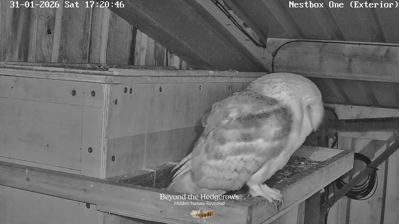 🔴 LIVE NEST CAM | Cumbrian Owl Nestbox Cameras