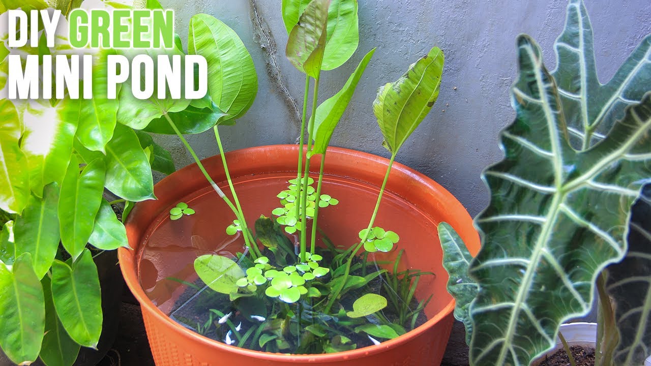 DIY Green Mini Pond for Molly Fish | Patio Pond | No Filter