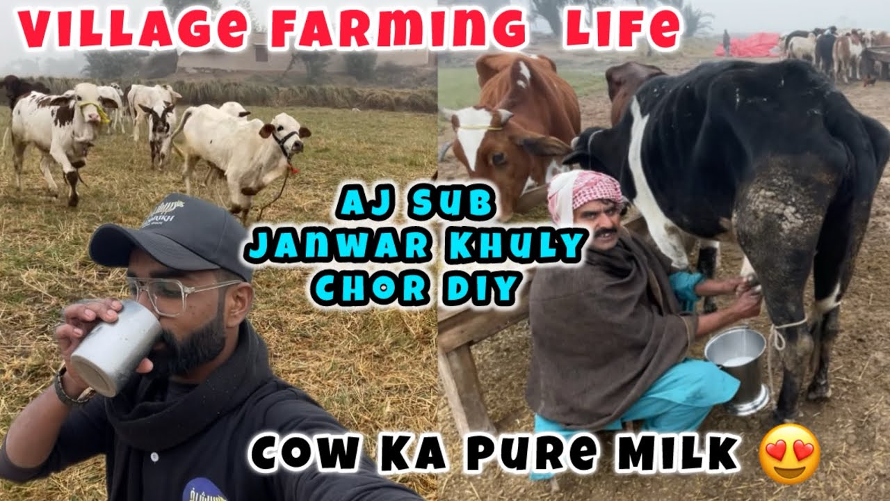 Village Farming Life ❤️✨Munna Bhai Cattle Farm| Zahipir Mandi 2026| 