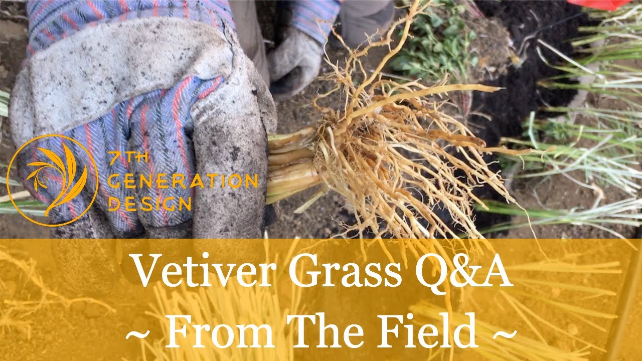 Vetiver Grass Q&A  From The Field
