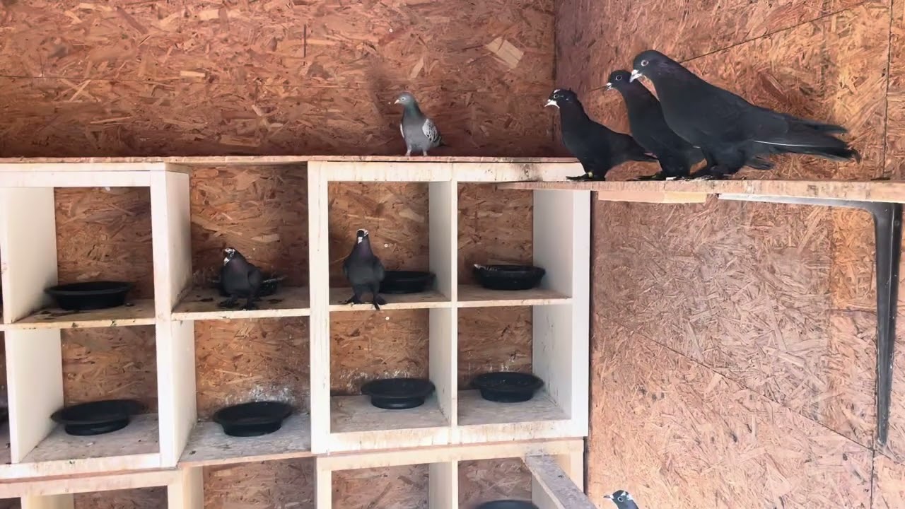 اليوم طبگنه الزرگ لعيونكم 🕊️🕊️