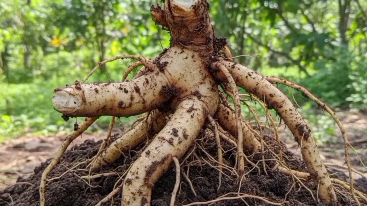 The Surprising Health Benefits of Moringa Root and How to Prepare Them 