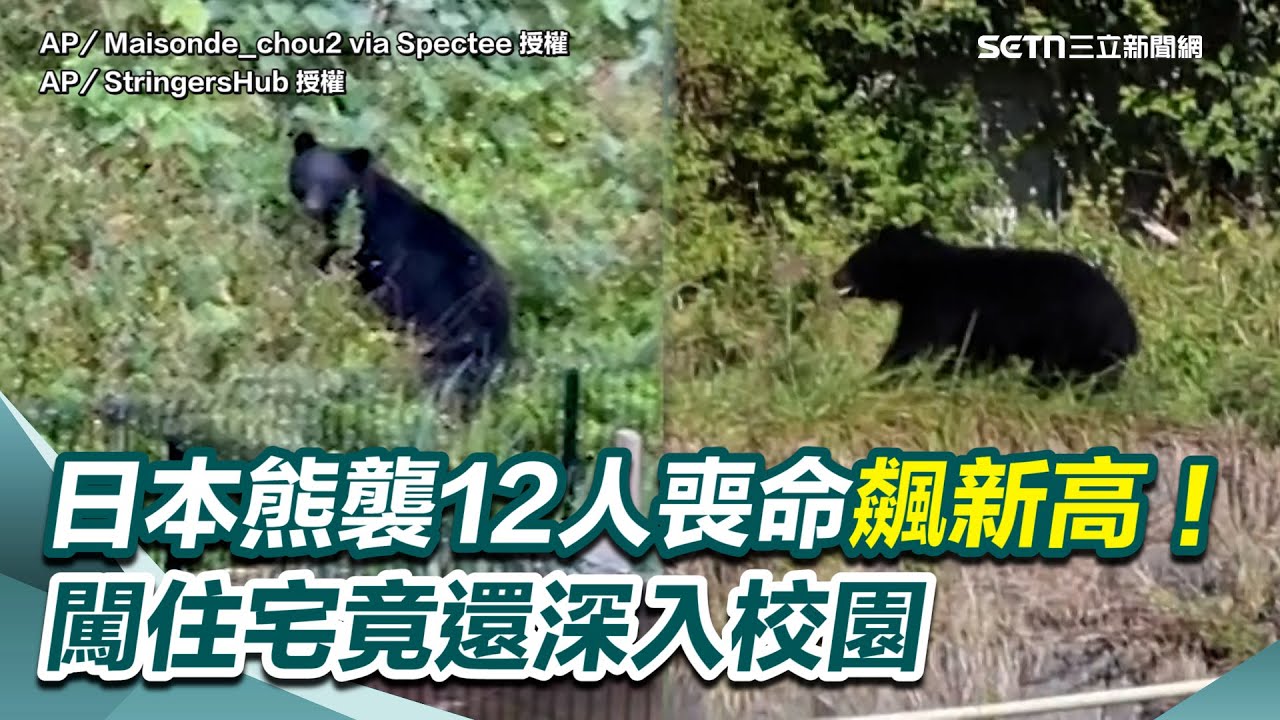 人心惶惶！日本熊襲今年12人喪命飆新高！熊出沒大搖大擺闖住宅 竟還深入校園！各級學校納熊應對措施 │三立inews