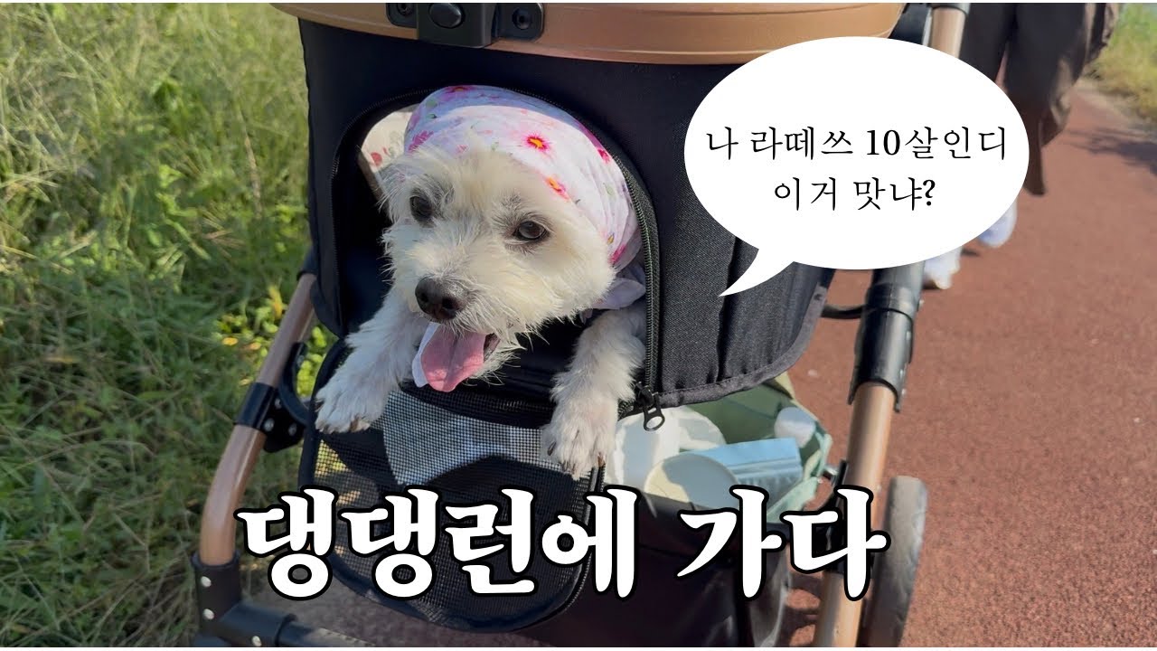 🐶Vlog. aka미친강아지가 댕댕런에 떴다 근데 이제 할배견인... | 2025 대전 댕댕런