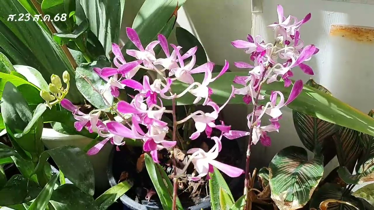 296.กล้วยไม้หวายมีแทงช่อดอกเพิ่ม และบางต้นทำท่าจะตาย แต่ไม่ซีเรียส หาพันธุ์ใหม่มาได้ตลอดๆ