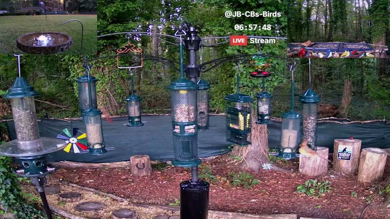 Live  - N Georgia Bird 🐦Feeder & Garden Wildlife Window to Nature | 50 Species Identified