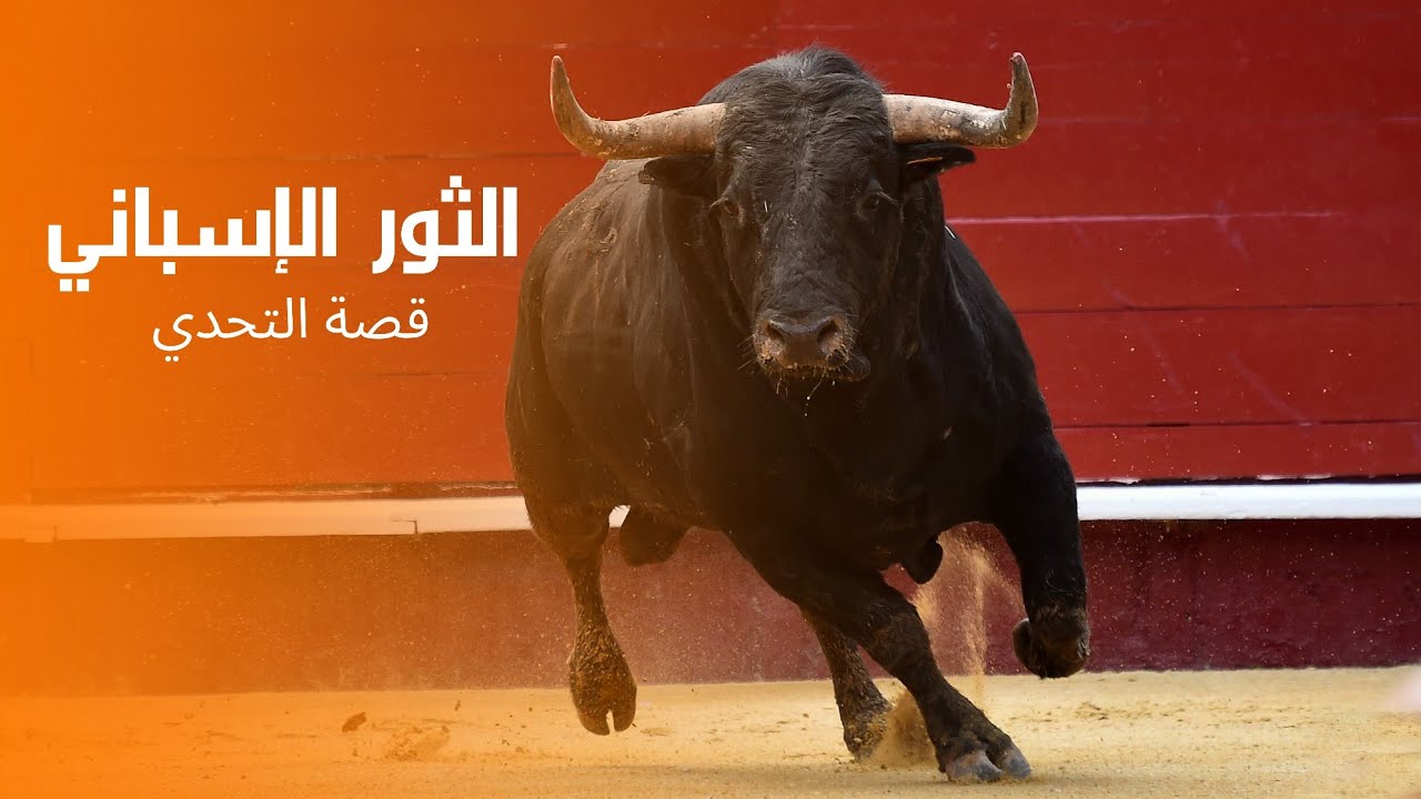 الحيوان الوطني | ثور اسبانيا من المزارع إلى الحلبات