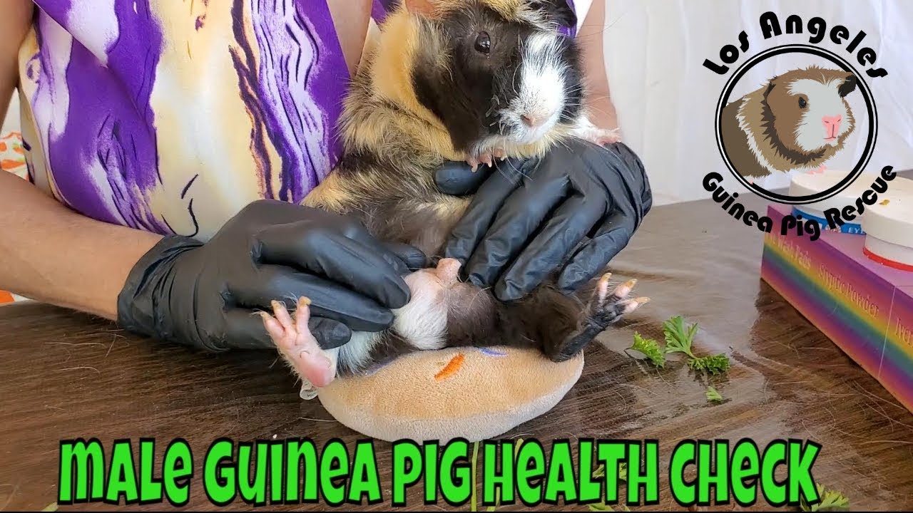 Mastering Male Guinea Pig Health: A Complete Step-by-step Guide