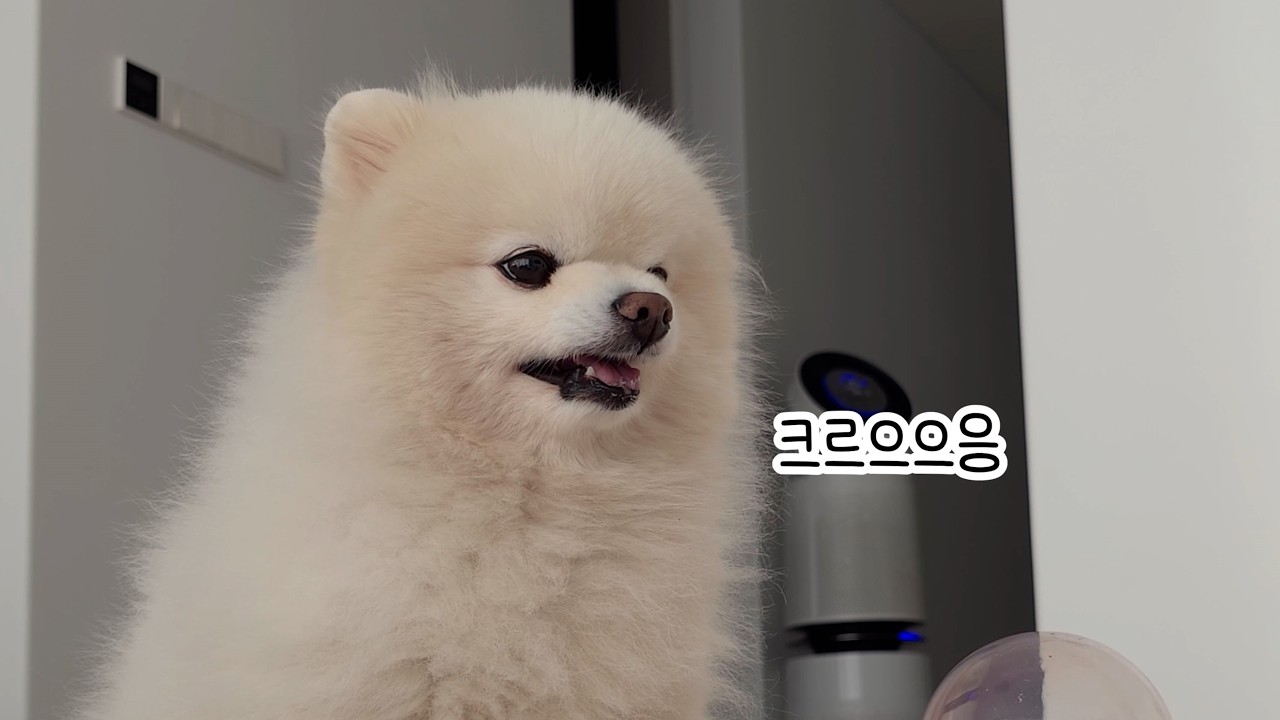 옭옭! 퐁키가  너무 시끄러웠던 루디... 결국 이빨을 보이며 화를 냈어요